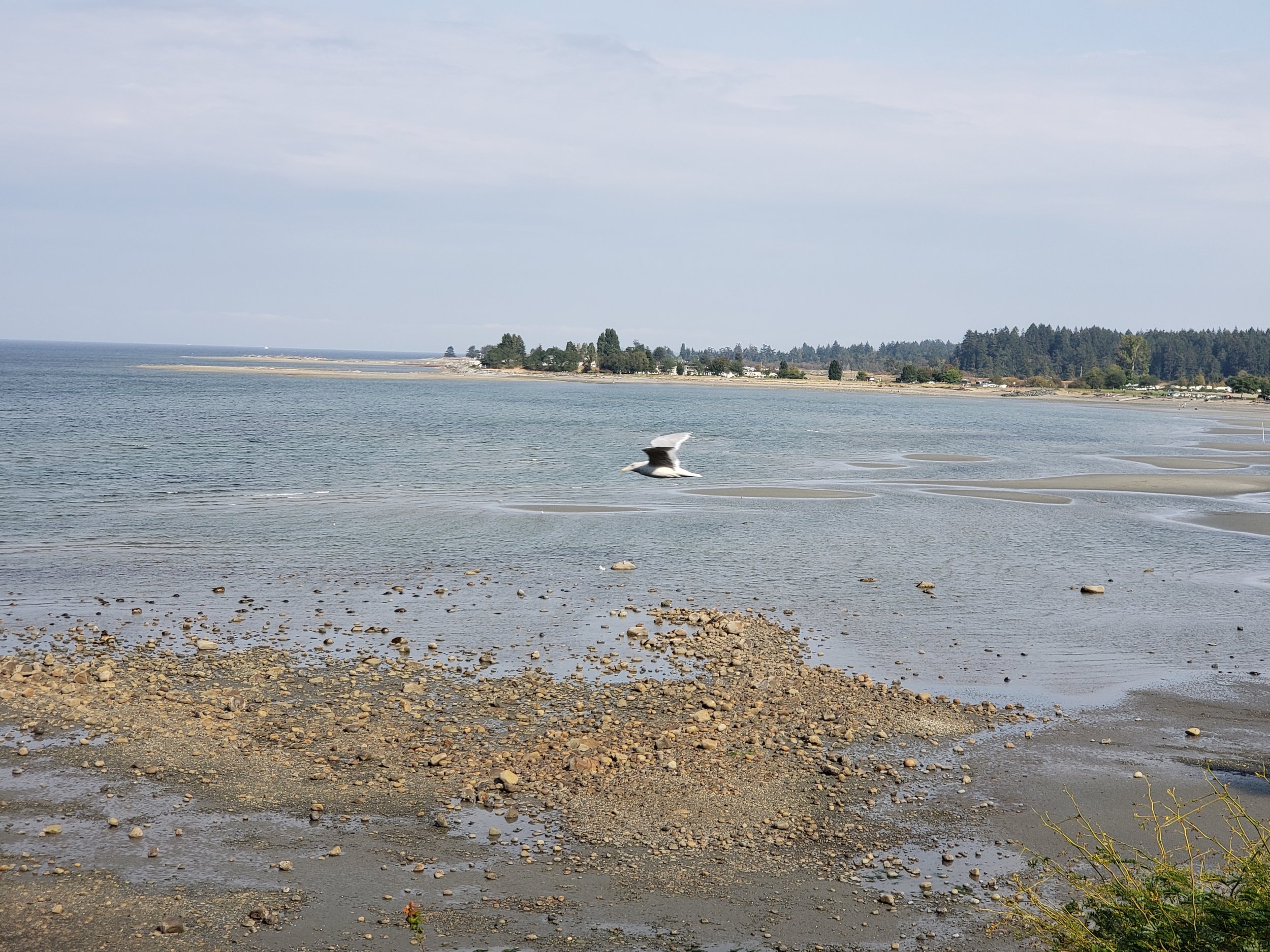 Low tide at Parksville, BC