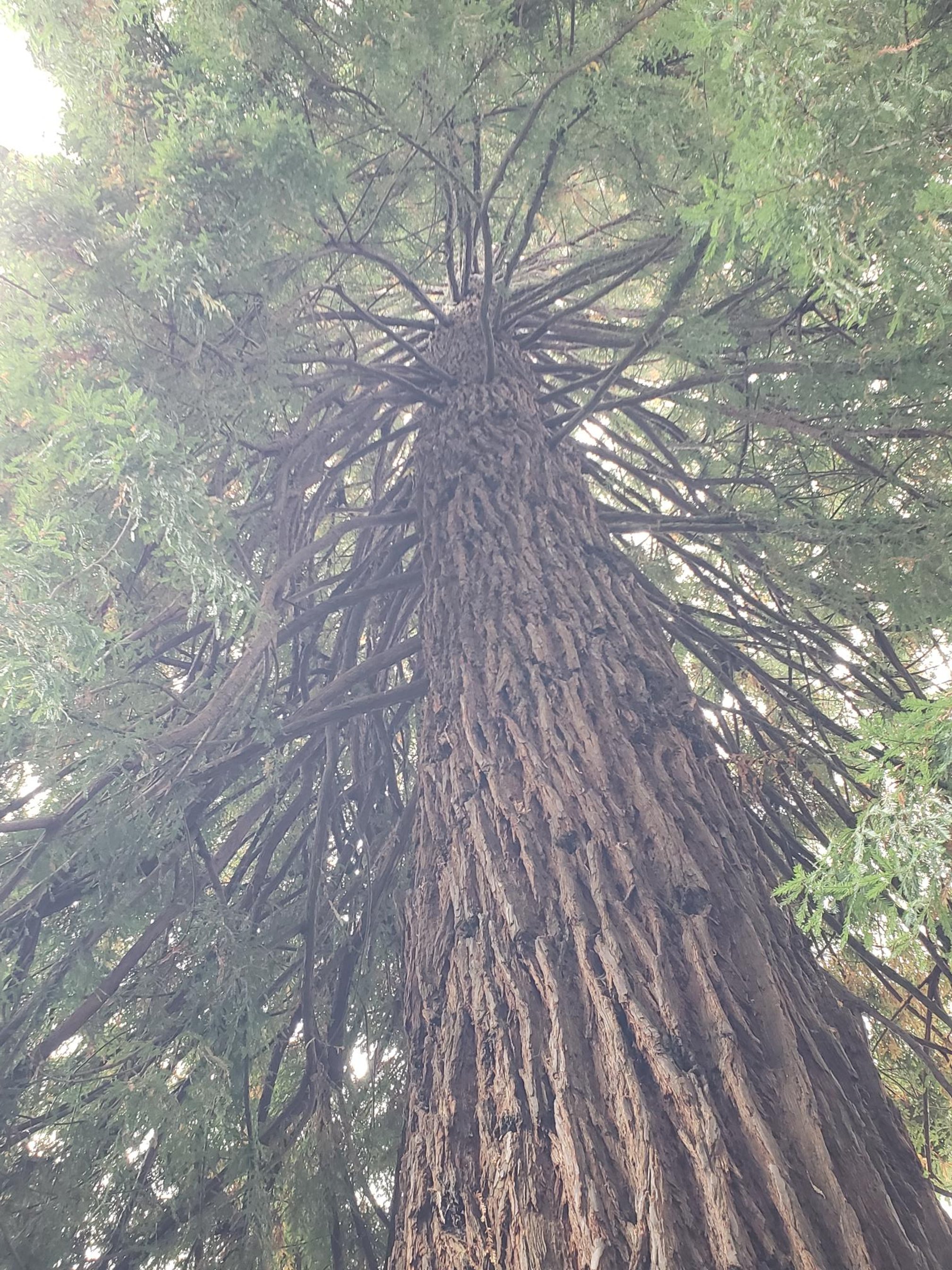 Sequoia in Butchart Gardens