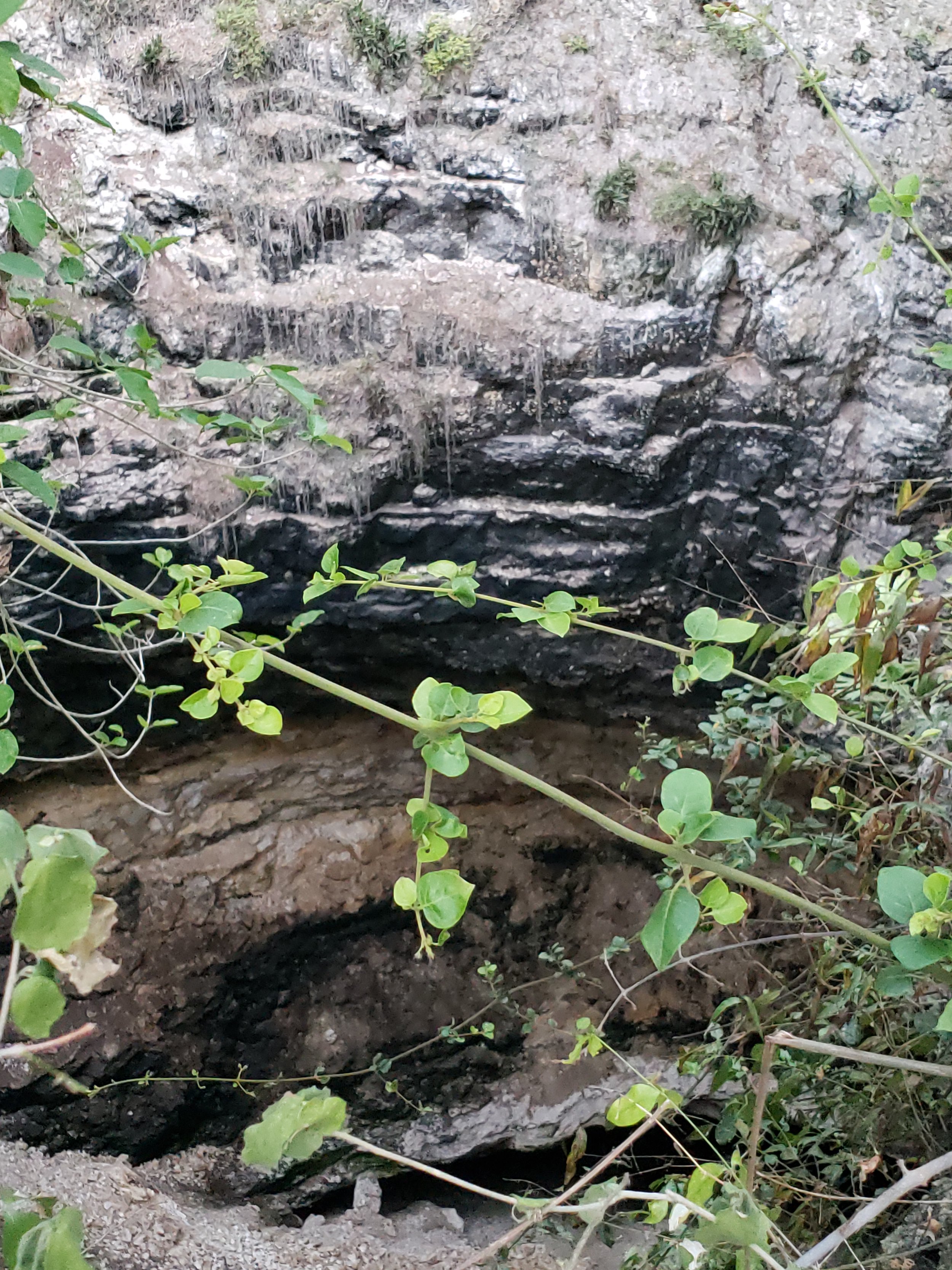 Bat cave near Calakmul