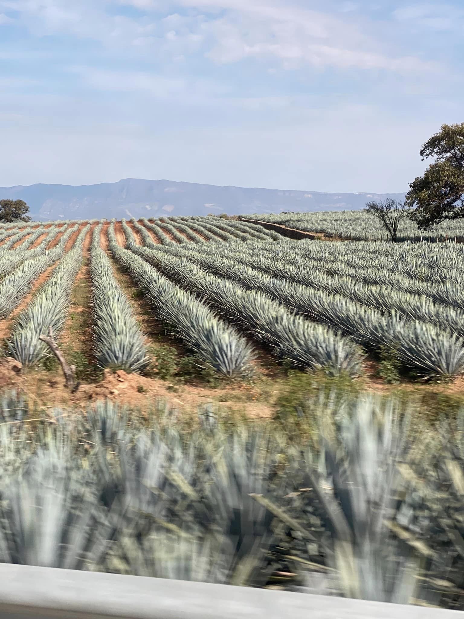 The famous Blue Agave is planted everywhere, including the highway right of way