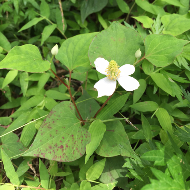 Dokudami (Houttuynia) in Japan, June 2016