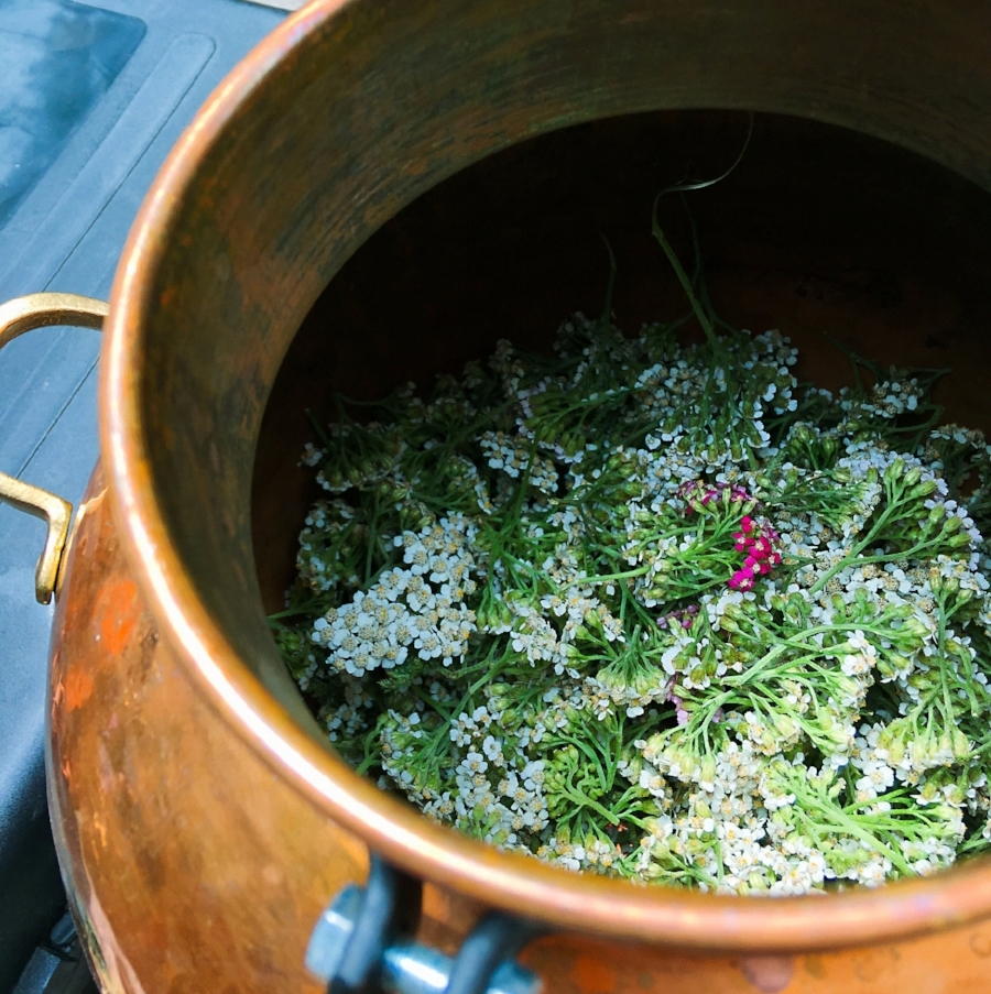 Yarrow in the still