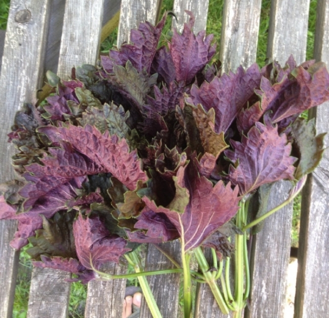 Freshly harvested Shiso in PA, 2017