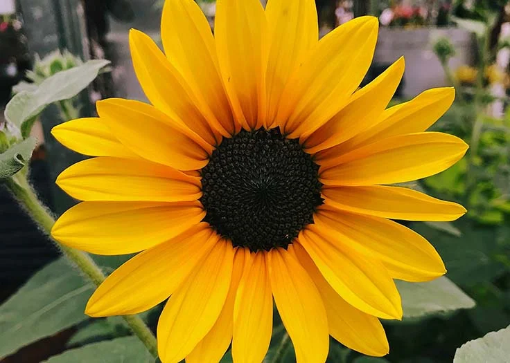 sunflower.jpg