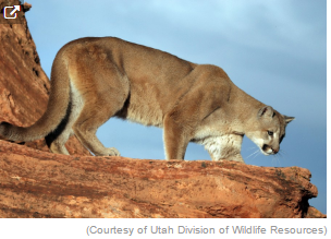 Cougar management plan draws criticism