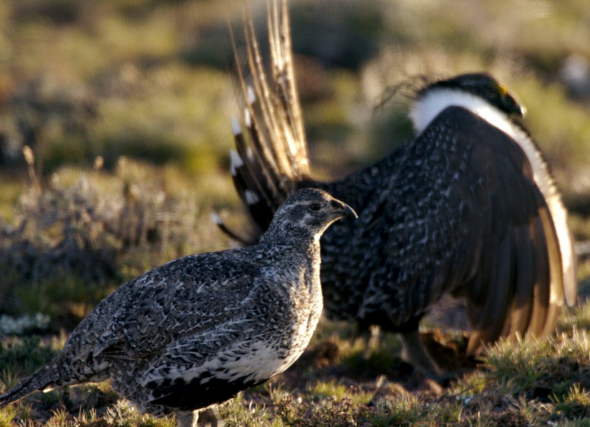 Coal or sage grouse? State, federal officials at odds on Utah mine proposal.