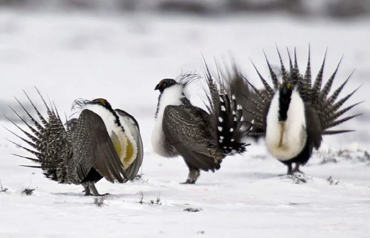 Utah sues to halt plan to protect sage grouse