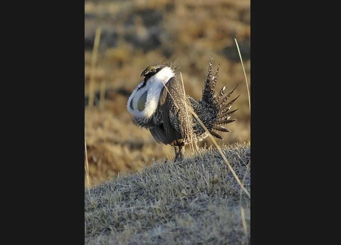 Sage grouse controversy lingers as unprecedented regulations take effect