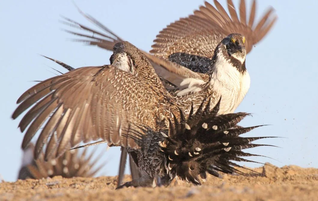 Sage grouse advocates raise concern over potential BLM oil leases