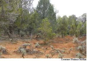 Skutumpah Terrace Restoration - Article by Scott Berry (WUP board chair) and Laura Welp - The Insider