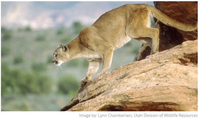 Utah Division of Wildlife again recommending bigger cougar hunt