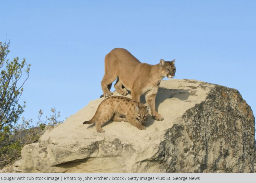 Despite varied opinions, Utah Wildlife Board votes to increase number of cougar hunting permits