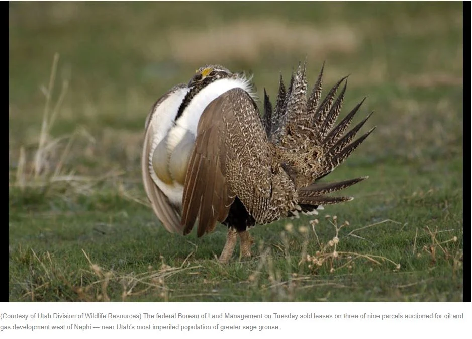 Feds get just $15K for auction of controversial oil and gas leases on sage grouse habitat