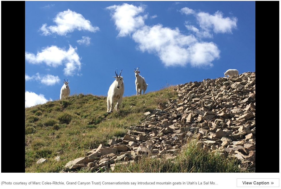 Utah wildlife officials want to put mountain goats where they haven’t been since the ice age