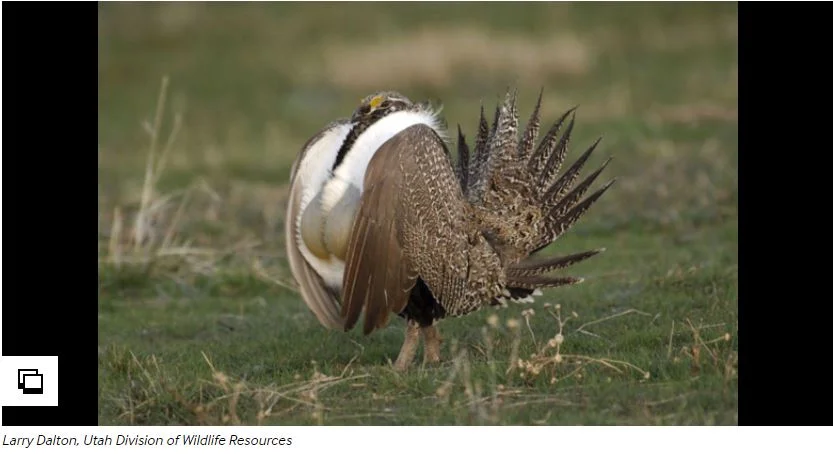 States urge revamp on sage grouse management