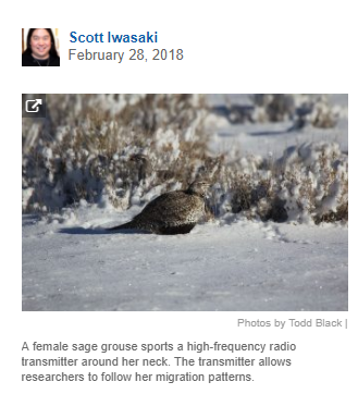 Sage grouse ecology isn’t just for the birds