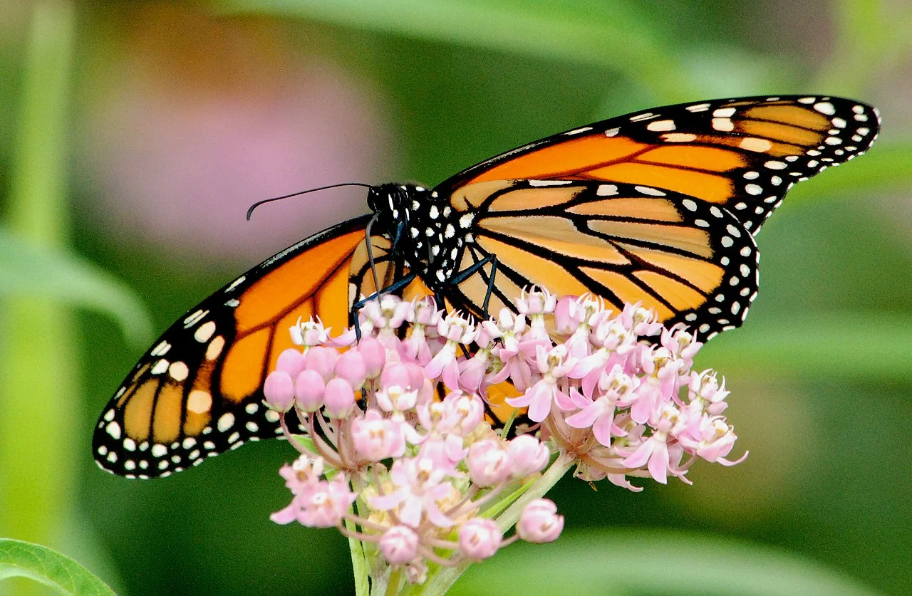 Native Plants & Pollinators — Sageland Collaborative