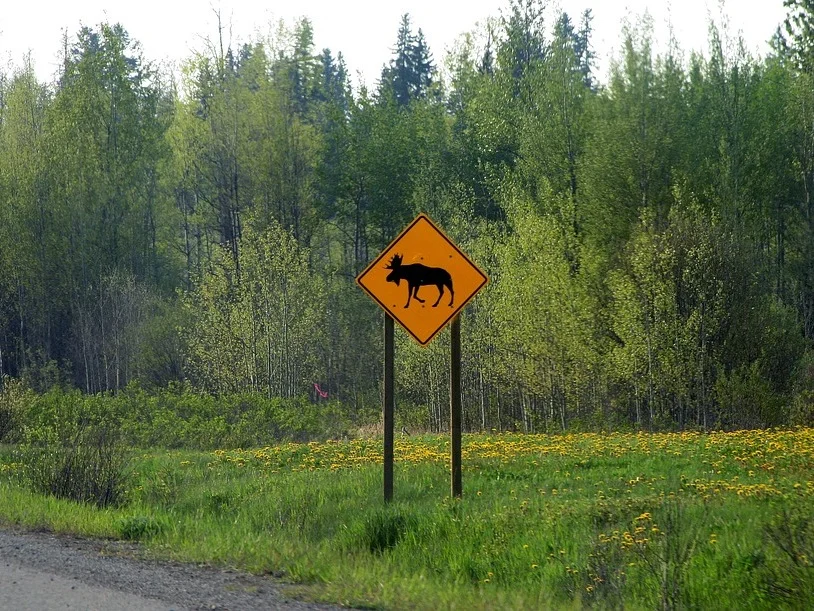 Wildlife+vehicle+collisions+hotspot+project.jpg