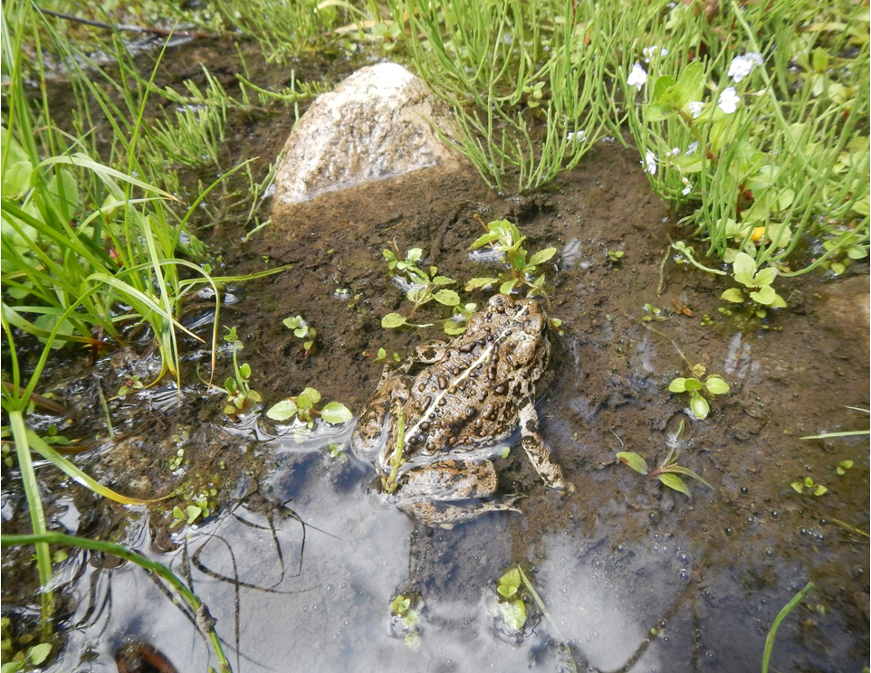 Conserving Utah's Sensitive Amphibians