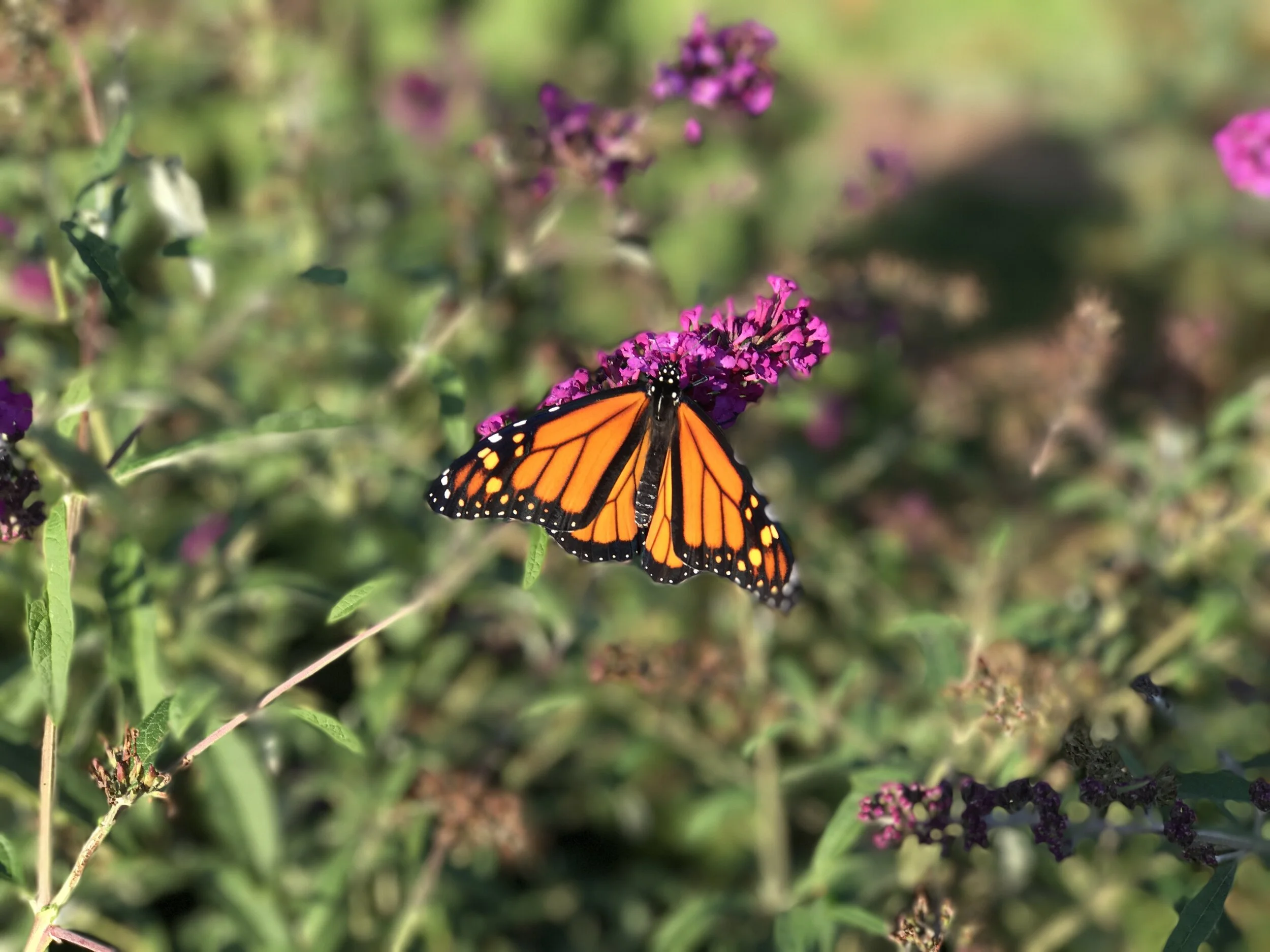 "The Magic of Pollination" Web Presentation