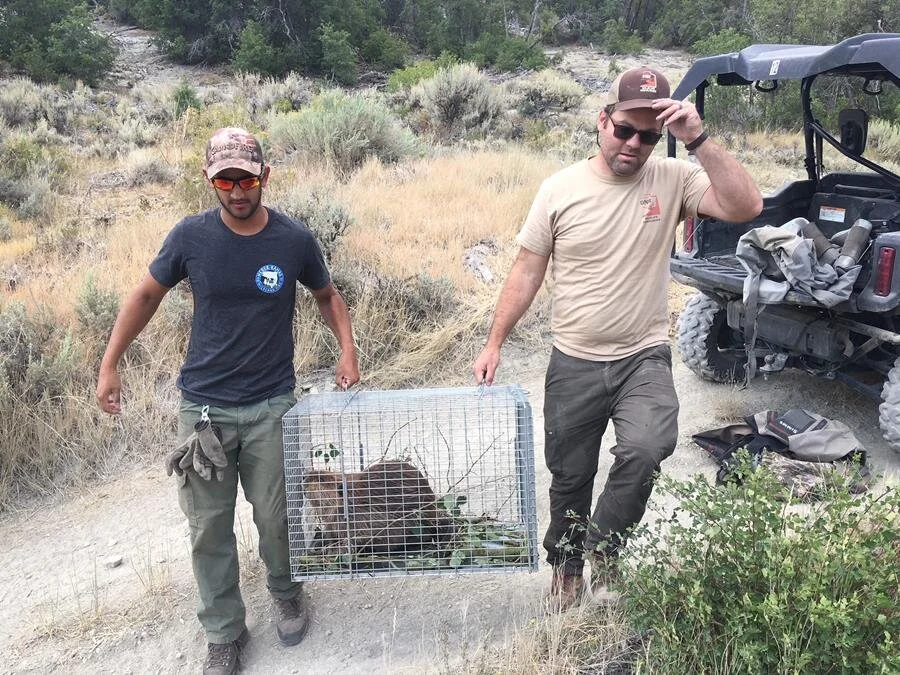 Beavers Are Returning to Streams in the West, Thanks to YOU
