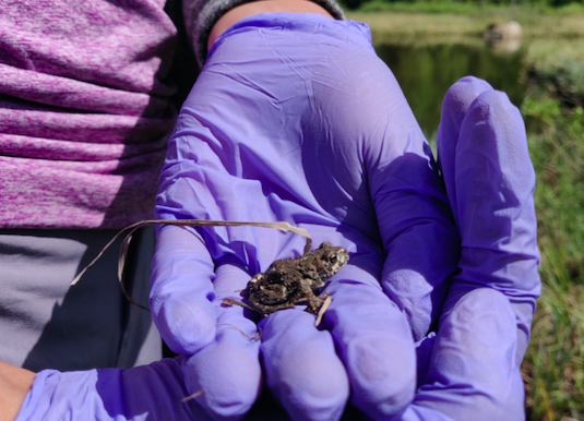 An Epic Journey for a Little Three-Legged Toad
