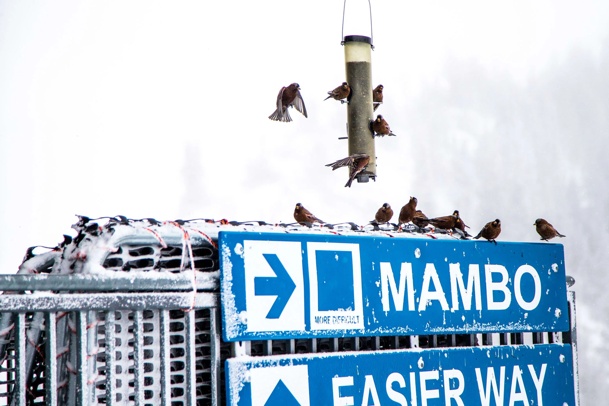 How Ski Culture Set the Stage for Our Rosy-Finch Project