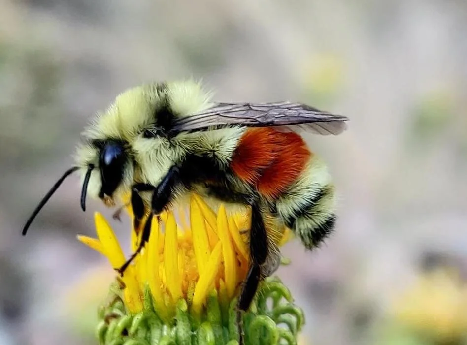 Register for Our Virtual Pollinator Training