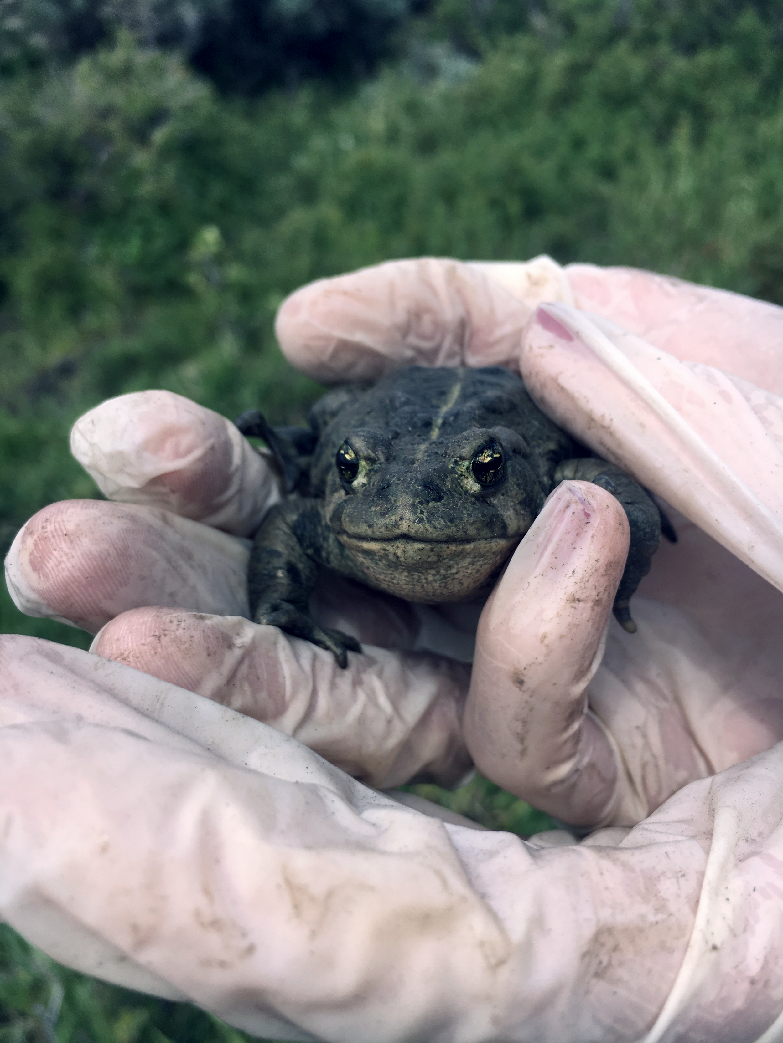 You're Invited: Virtual Boreal Toad and Habitat Training