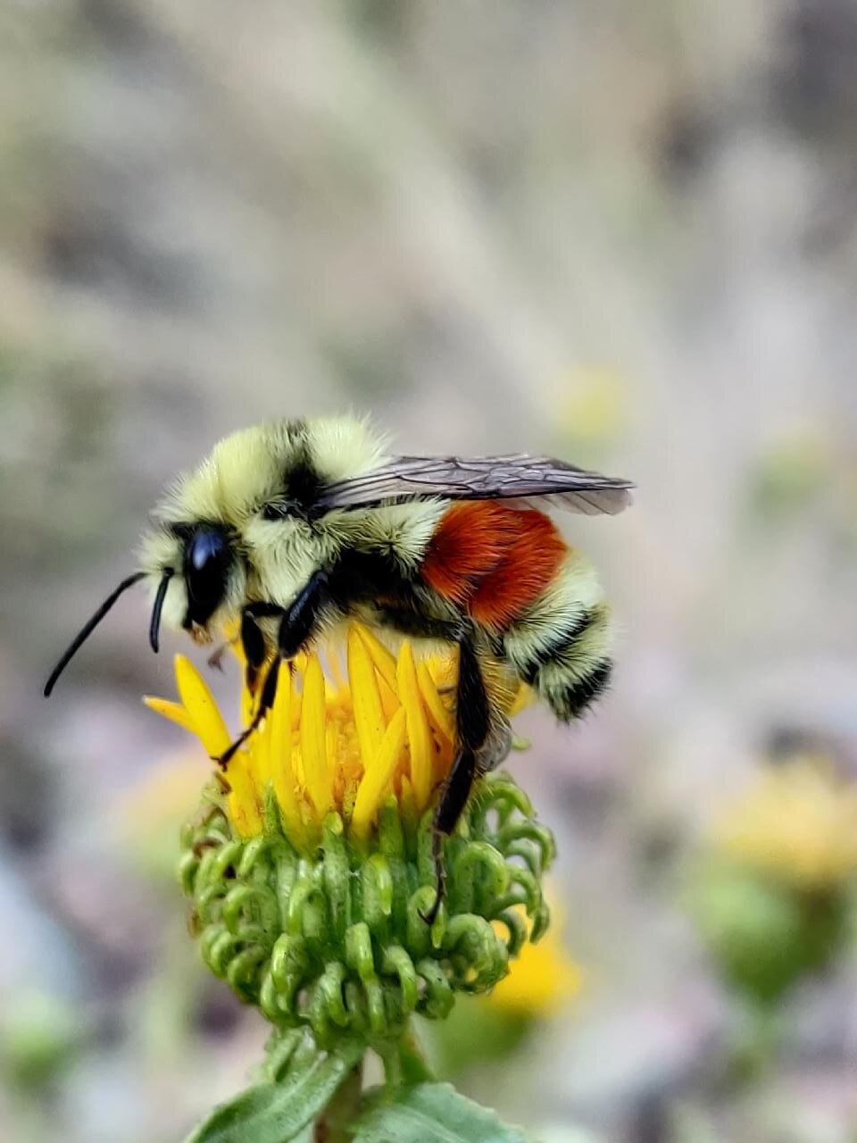 Utah Pollinator Pursuit — Sageland Collaborative