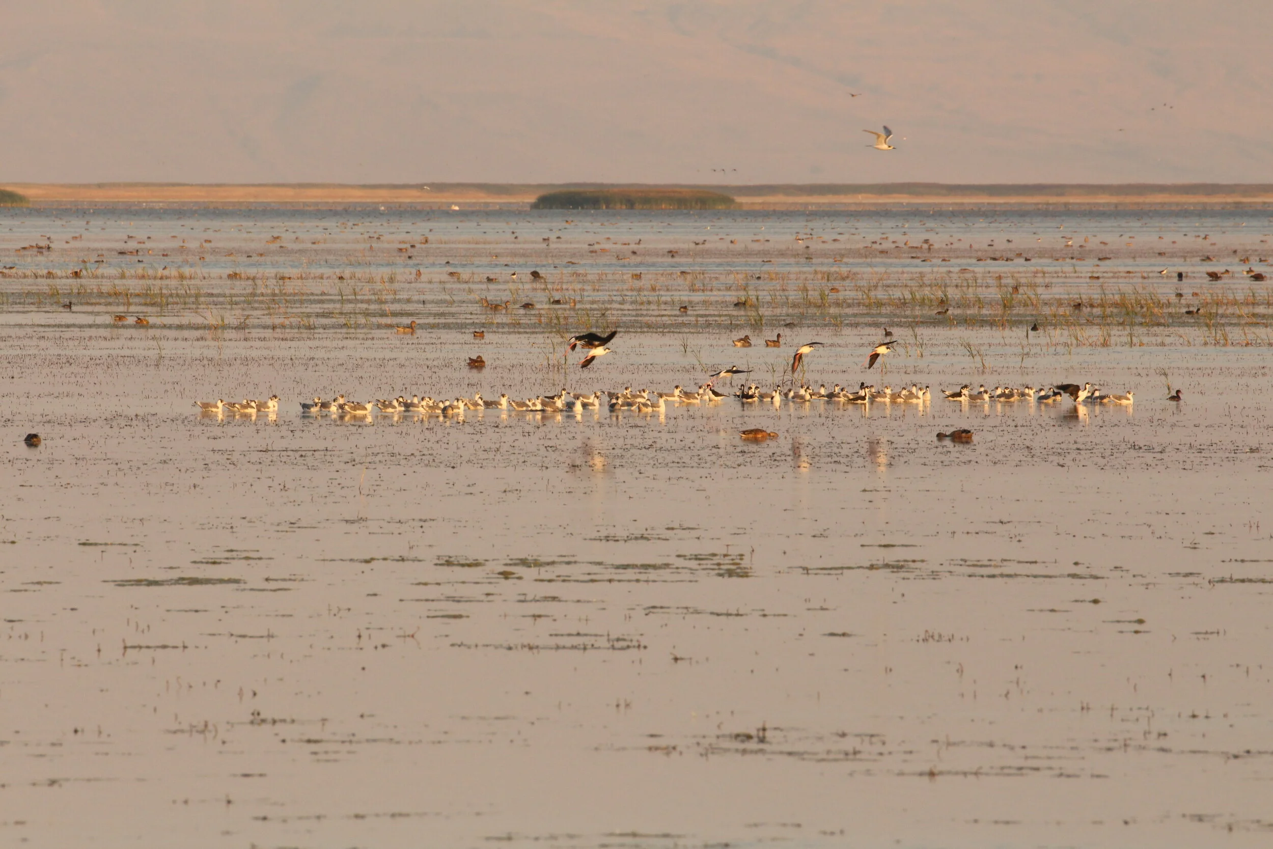 Year of the Shorebird in Utah