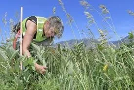 Becky examines milkweed plants for signs of monarchs