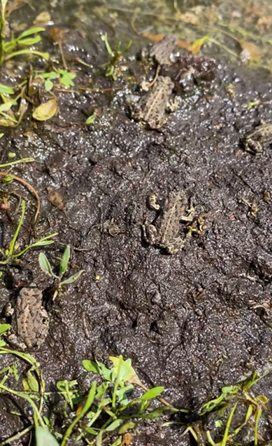 Just a few of the hundreds of tiny toadlets documented on one site visit.