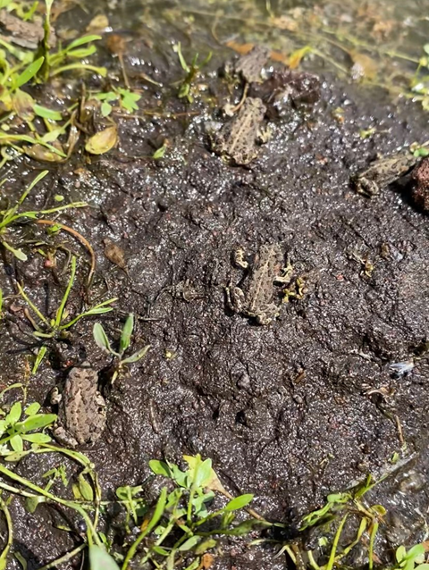 manytoads-5663f043fd66a1a3.png
