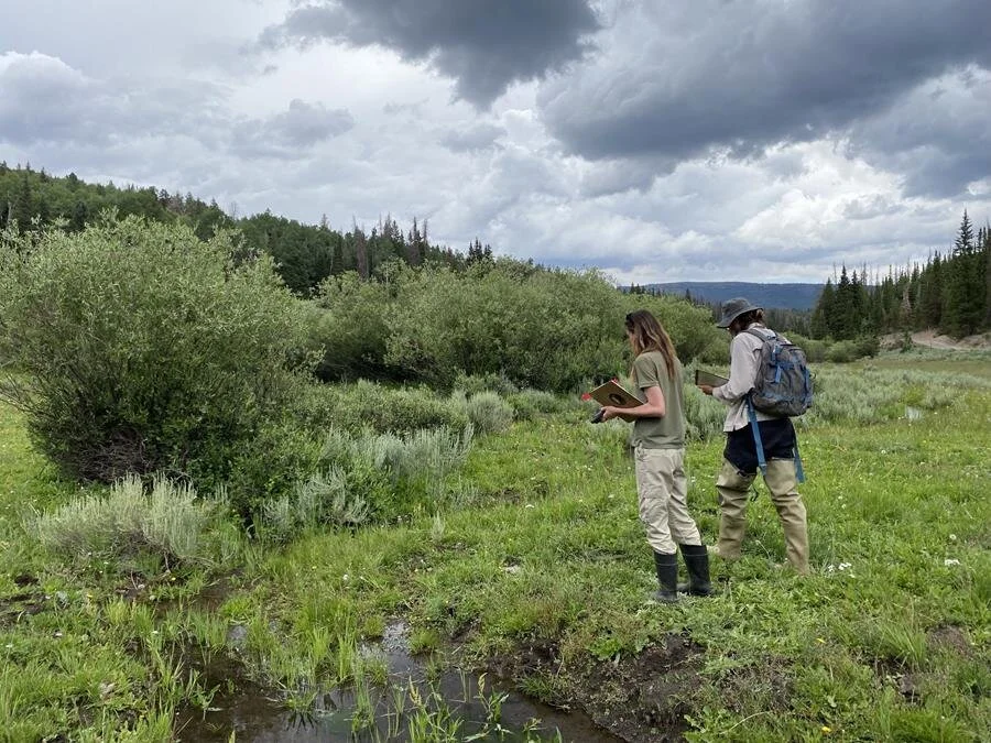 Project partner staff, volunteers, and interns survey a site in central Utah for toads.