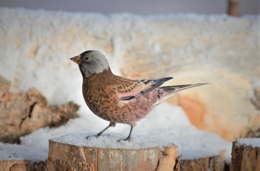 A little bird told us to say...THANK YOU