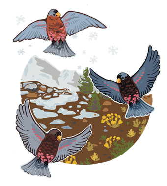 Getting Powder with Rosy-Finches, a Baby Beaver, and More!