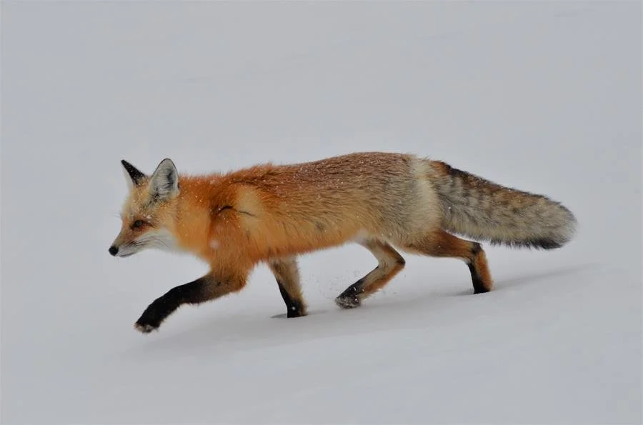 Celebrating biodiversity, or the variety of life around us