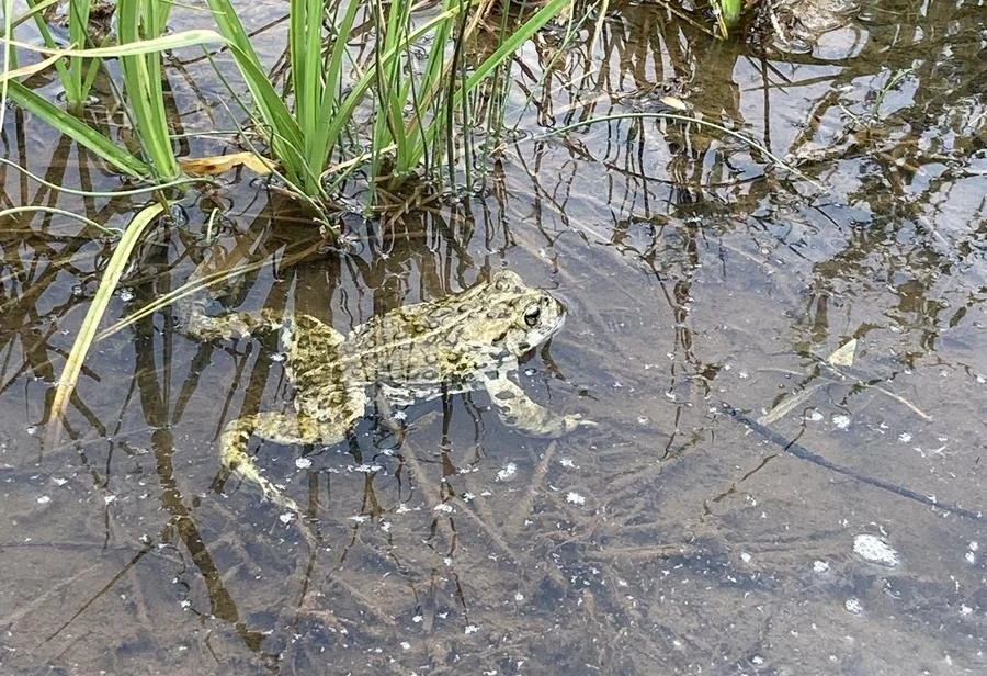    THIS Thursday: Boreal Toad Volunteer Training!