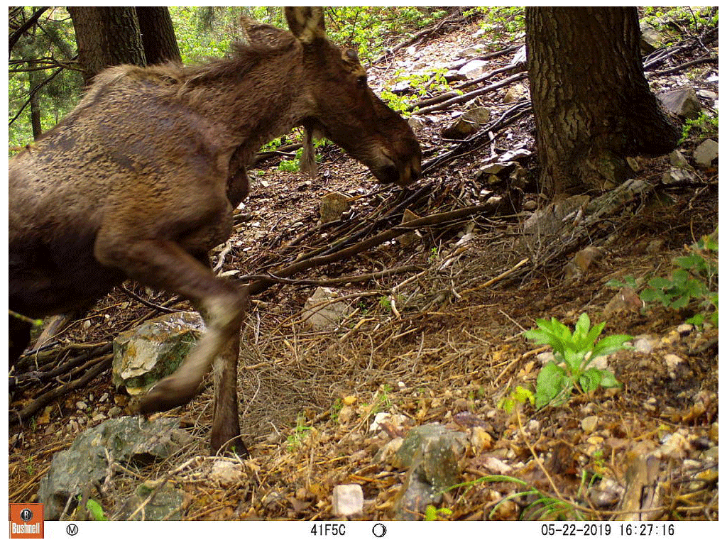 Tallie: An Original Wasatch Wildlife Watch Volunteer