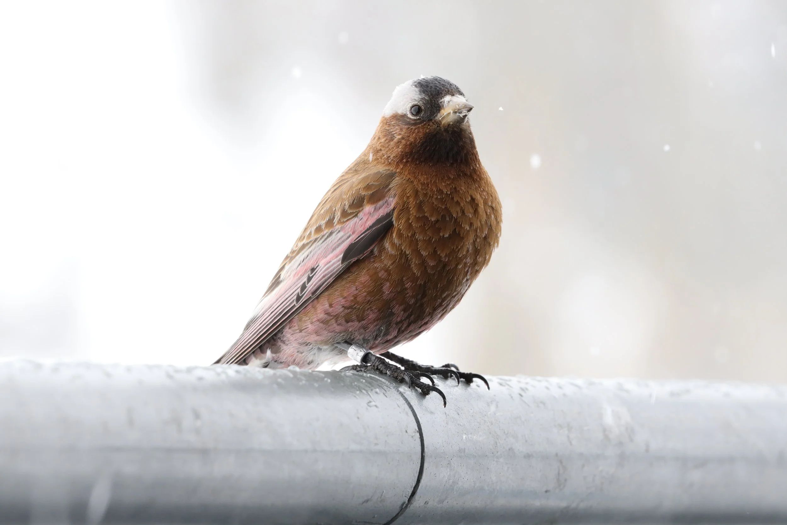 Crisis in the Alpine: Finding the Right Questions for Conservation Action