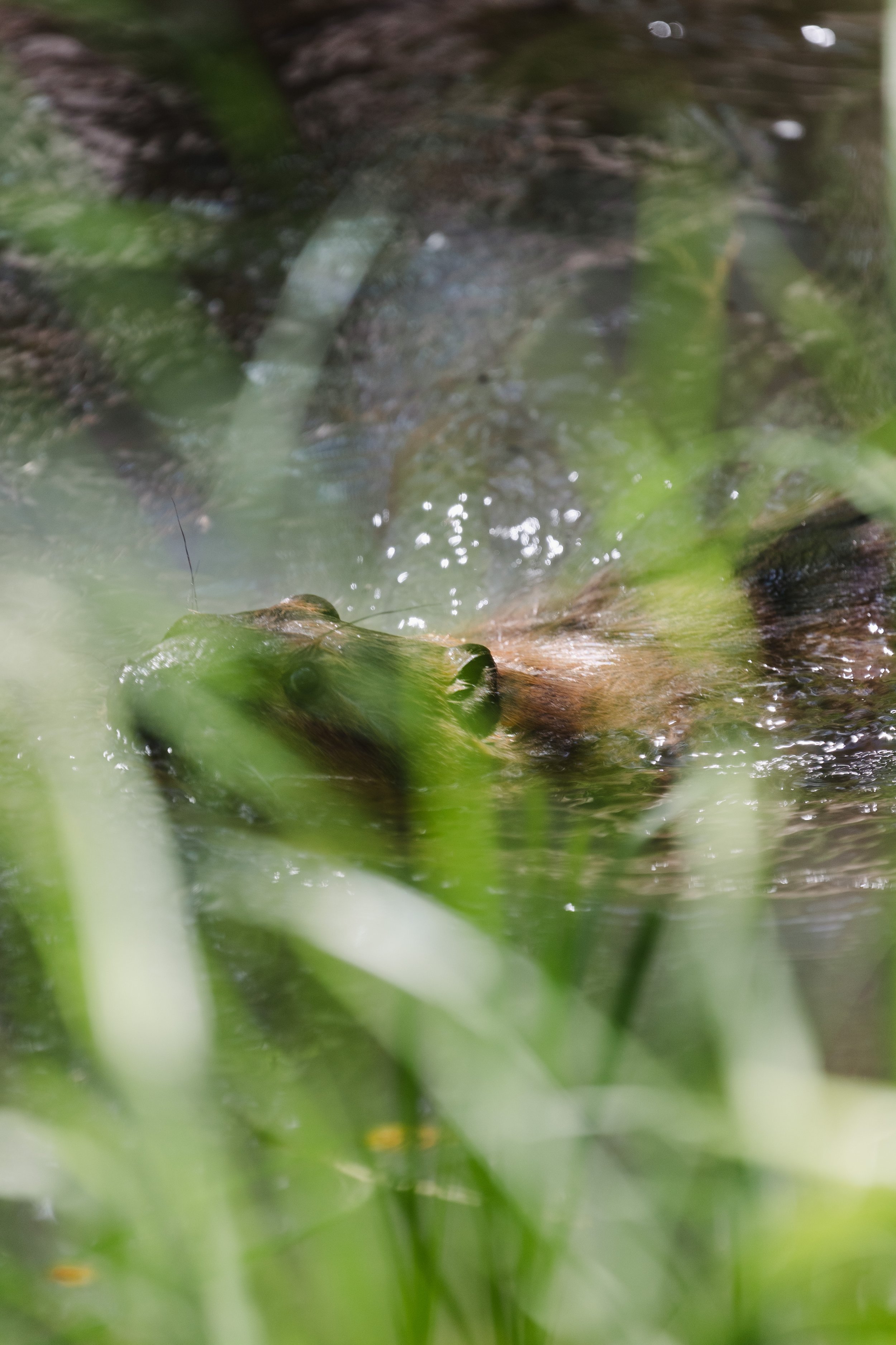 Sageland Beaver Release - Sierra Hastings -25.jpg