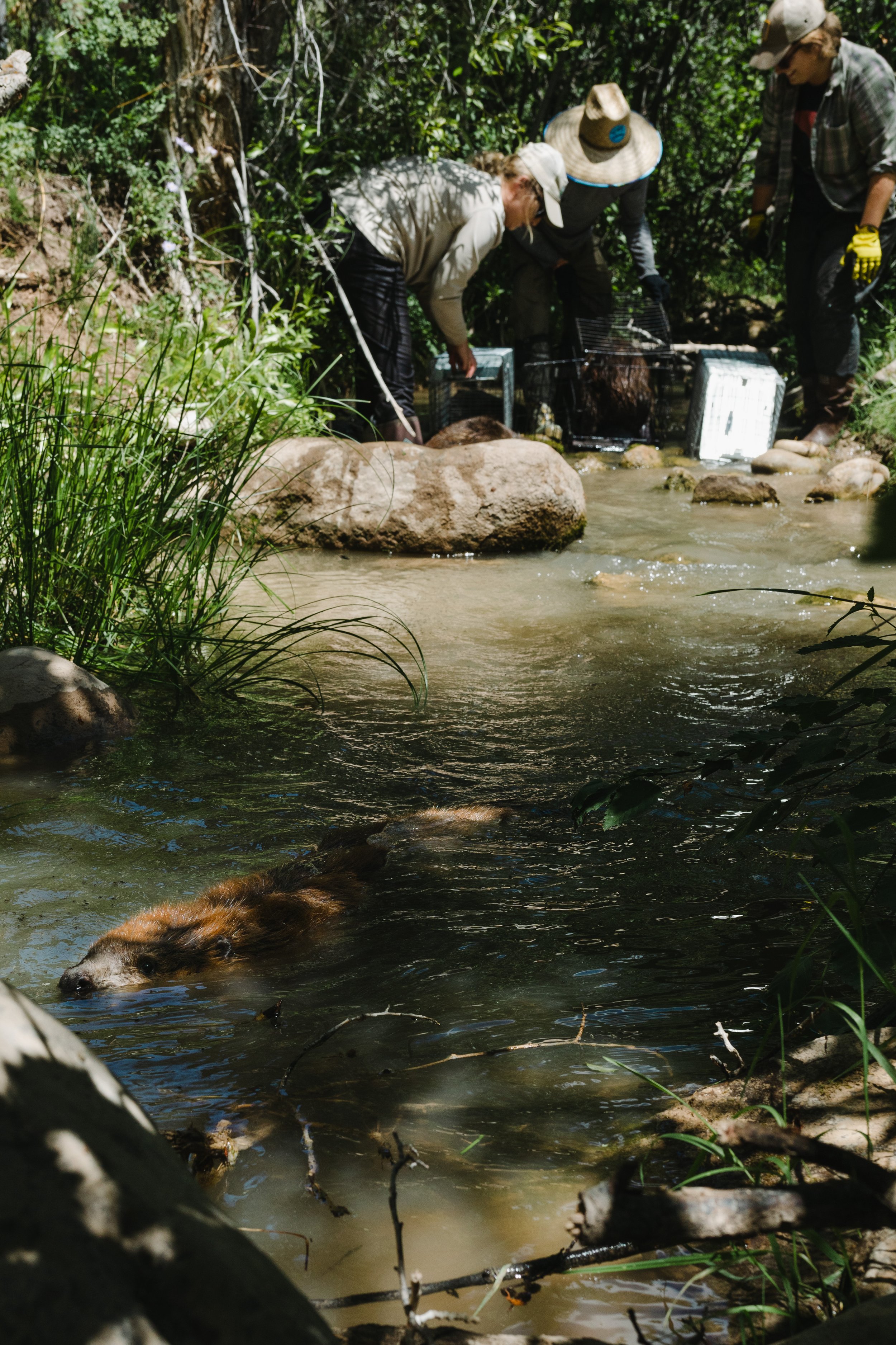 Sageland Beaver Release - Sierra Hastings -15.jpg