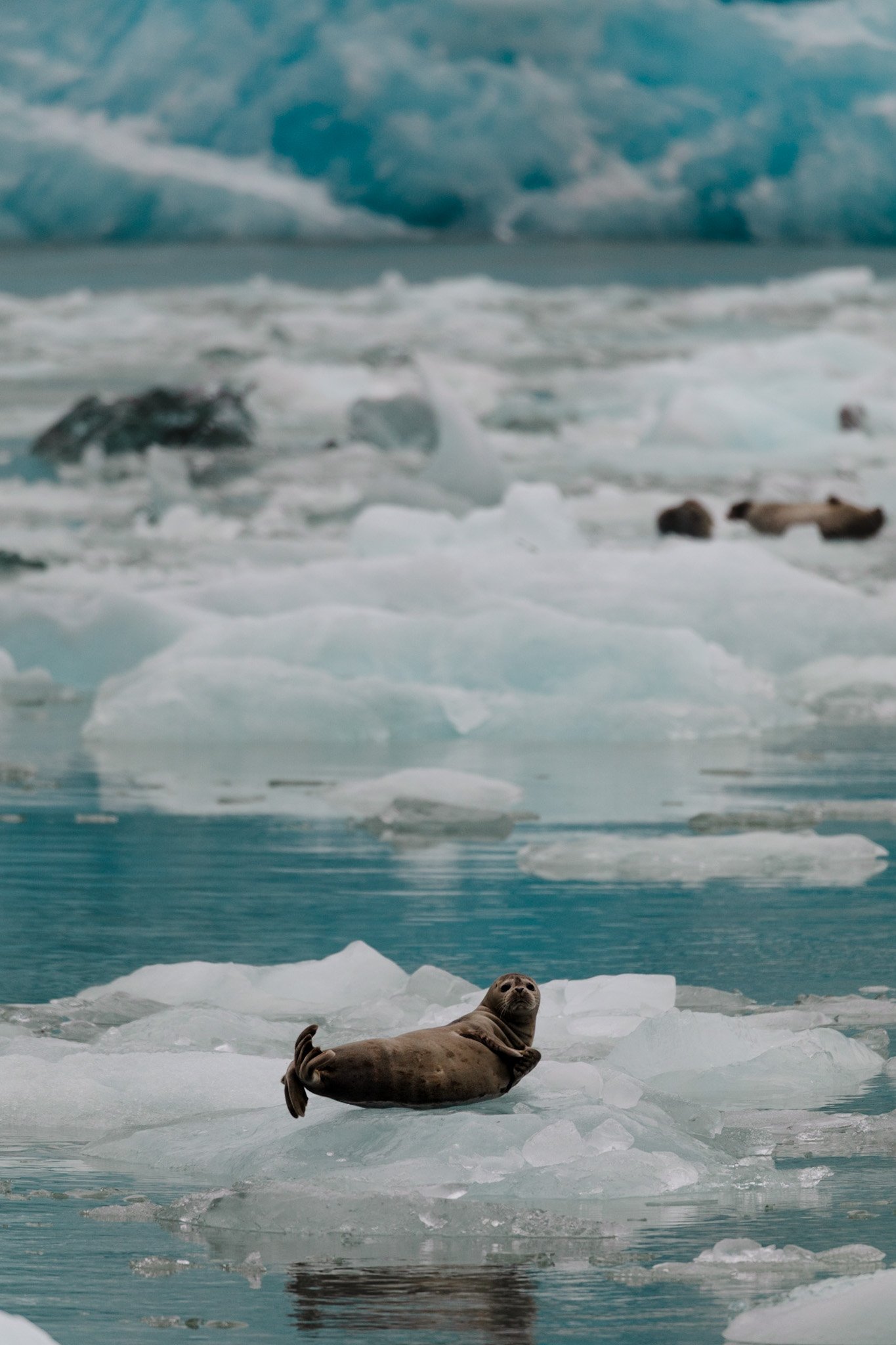 Alaska - Harbor Seal.jpg