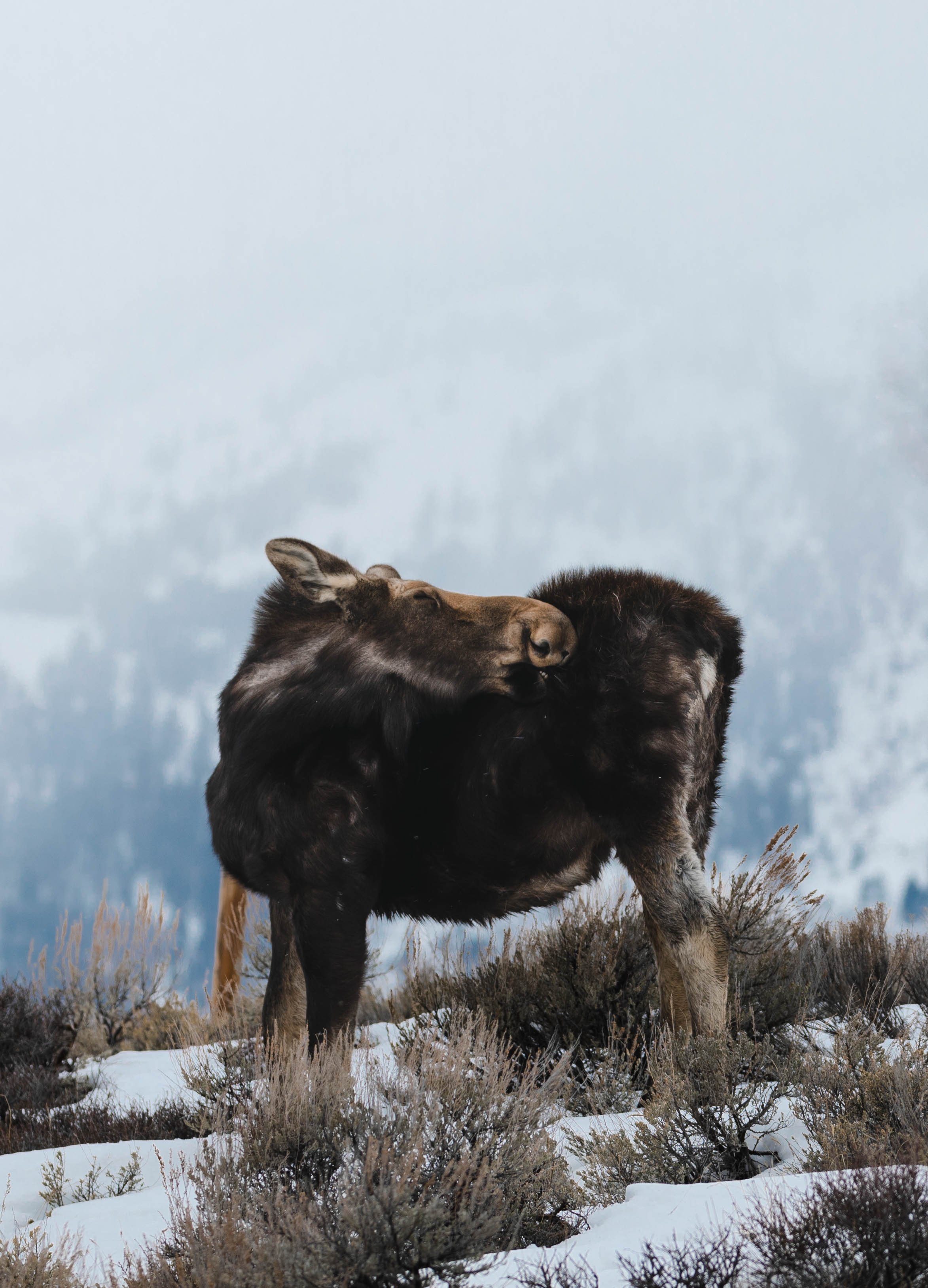 Grand Tetons - Moose.jpg