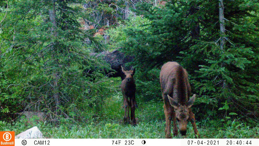 Mama moose and twin babies 07040562.JPG