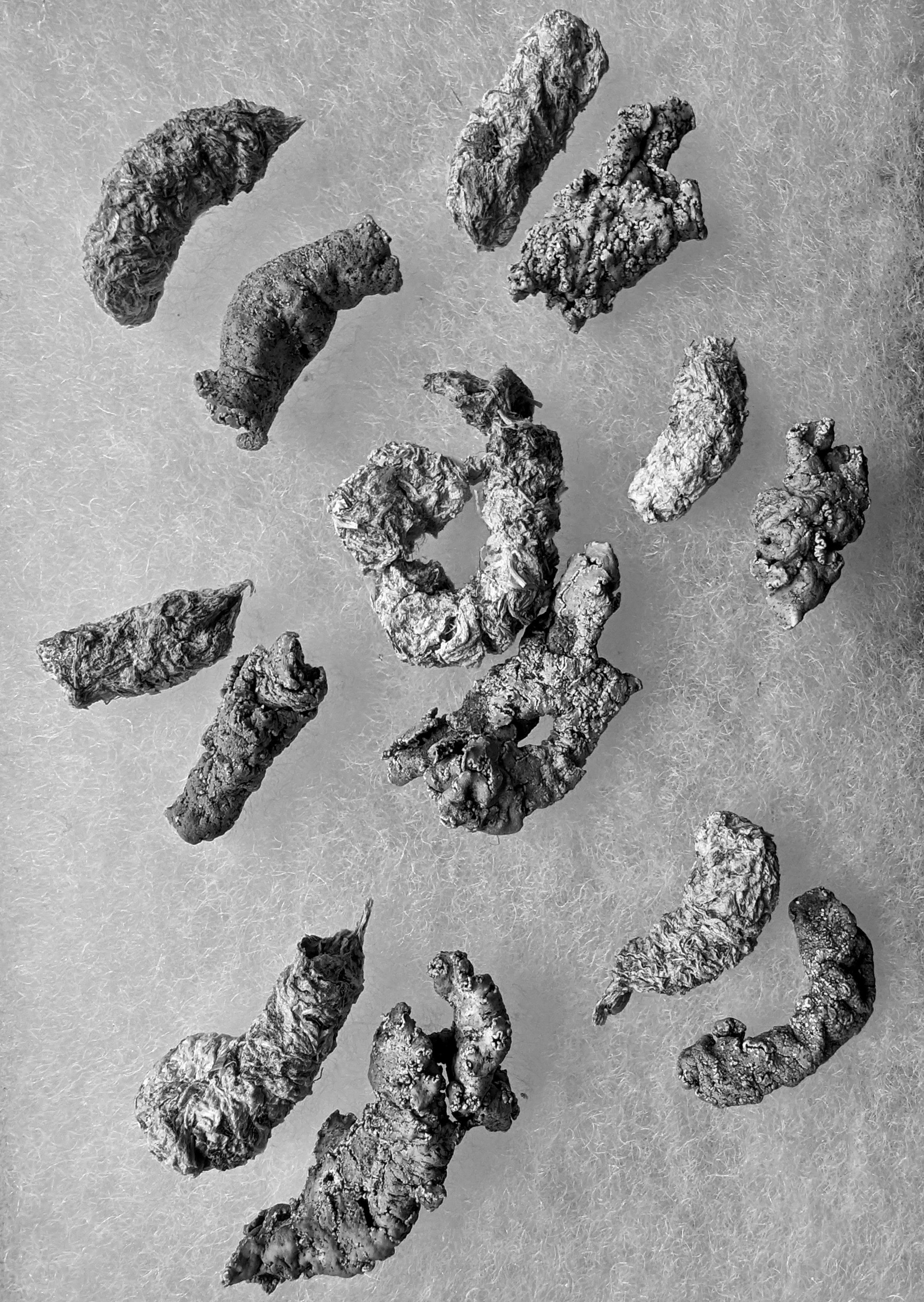 Grouse Poop Or Creative Cryptograms Sageland Collaborative grouse-poop-or-creative-cryptograms-sageland-collaborative