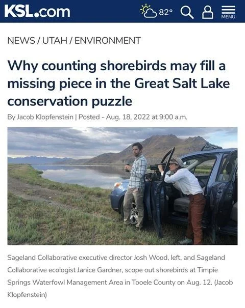Why counting shorebirds may fill a missing piece in the Great Salt Lake conservation puzzle