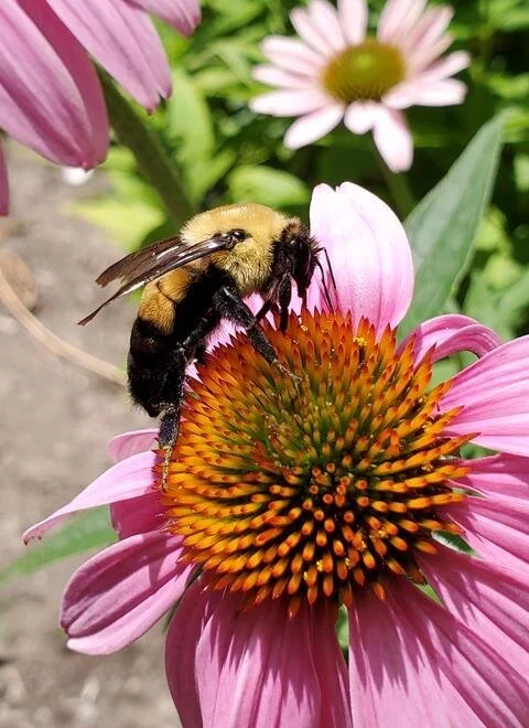 Getting Outside to Help Pollinators - During a Tough Year