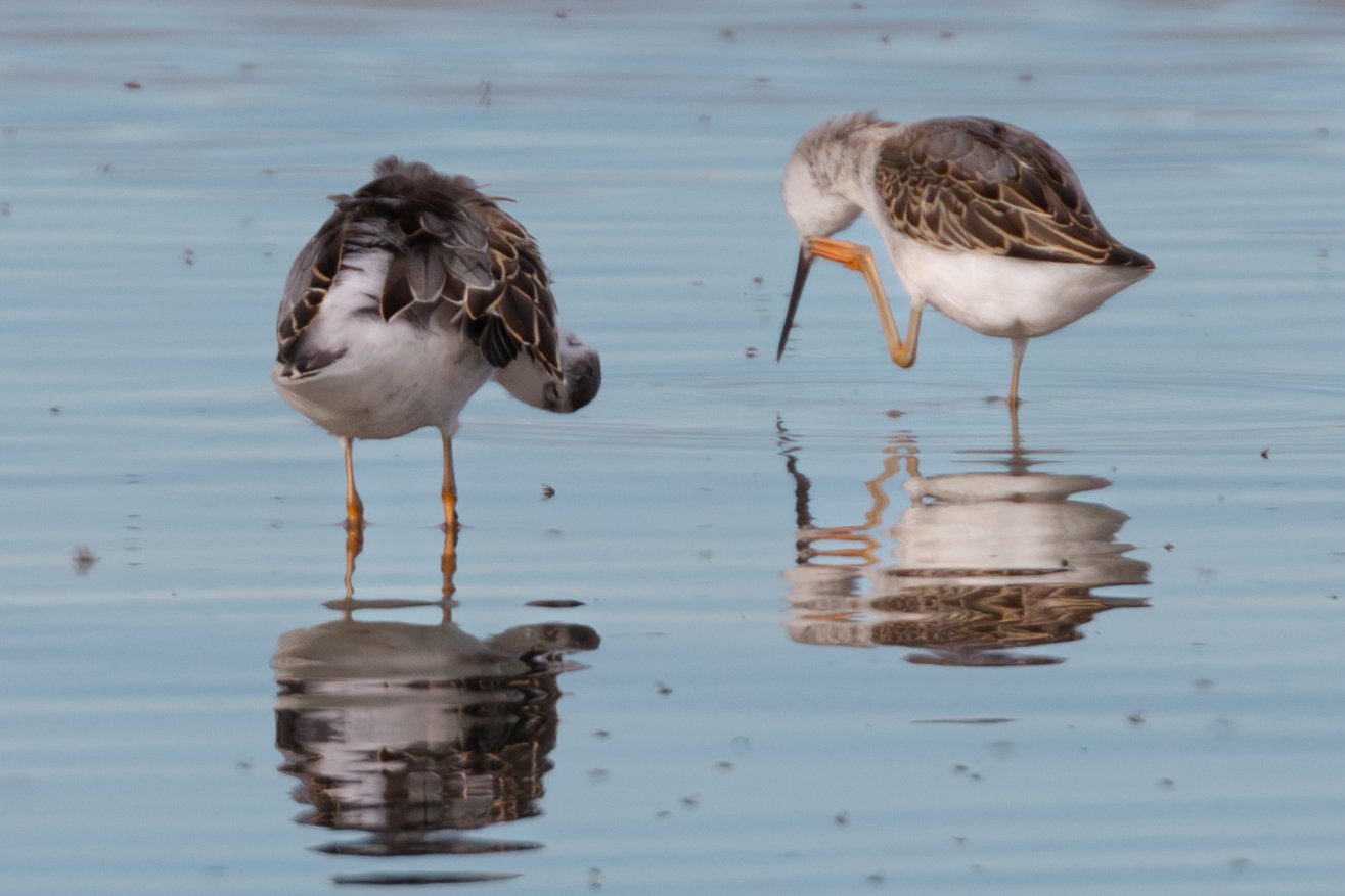 081223 - Kennecott Outfall Shorebird Survey-20.jpg